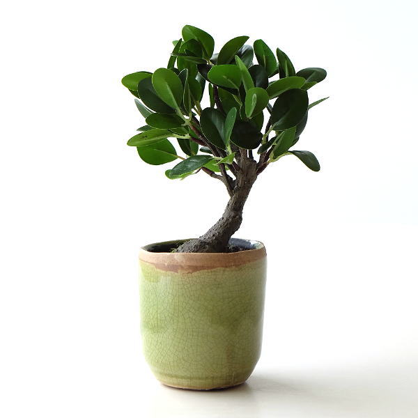 おしゃれなフェイクグリーンの通販 ギギliving