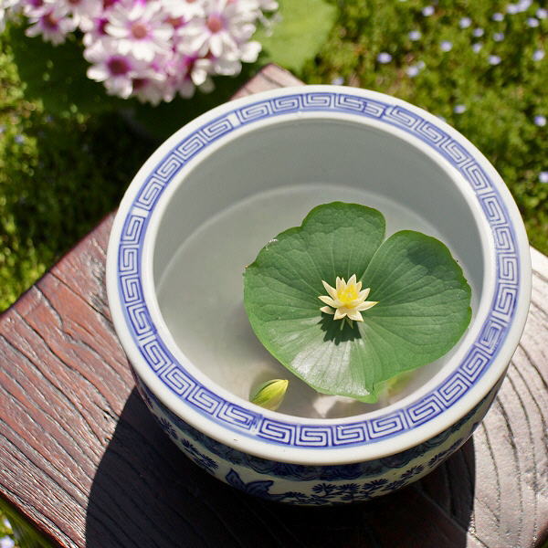 金魚鉢 おしゃれ 陶器 睡蓮鉢 丸 屋外 室内 鉢カバー 手火鉢 蚊遣り 蚊取り線香入れ 和風 レトロ アンティーク 陶器の金魚鉢 青花 [swa6008]