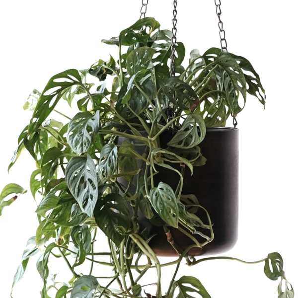 ハンギングプランター 鉢カバー 吊り下げ プランターハンガー アイアン 6号鉢 チェーン付き 吊るす 観葉植物 グリーン アンティーク ハンギングポット メタル M [ysp5082]