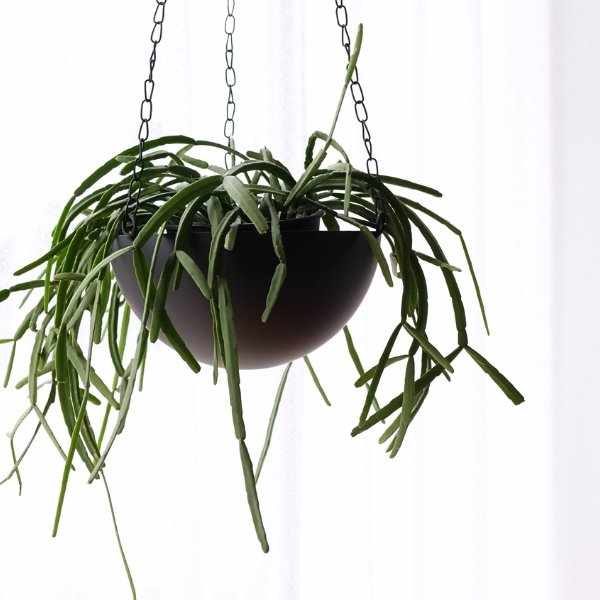 ハンギングプランター 吊り下げ 鉢カバー アイアン 6.5号鉢 ボウル型 チェーン付き 観葉植物 グリーン 吊るす シンプル モダン 直径20cm ハンギングポット シャロー [ysp8475]