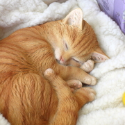 猫 置物 リアル オブジェ 玄関 インテリア ガーデニング レジン おしゃれ かわいい 置き物 オーナメント 丸まる姿 居眠り 癒し 丸々茶トラの置物 [nrv1289]