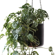 ハンギングプランター 鉢カバー 吊り下げ プランターハンガー アイアン 6号鉢 チェーン付き 吊るす 観葉植物 グリーン アンティーク ハンギングポット メタル M [ysp5082]