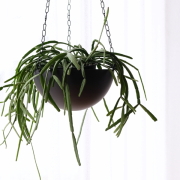 ハンギングプランター 吊り下げ 鉢カバー アイアン 6.5号鉢 ボウル型 チェーン付き 観葉植物 グリーン 吊るす シンプル モダン 直径20cm ハンギングポット シャロー [ysp8475]