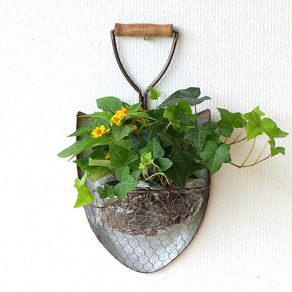 Iron planter アイアンプランターBOXタイプチタノタ剣竜set販売 アガベ 