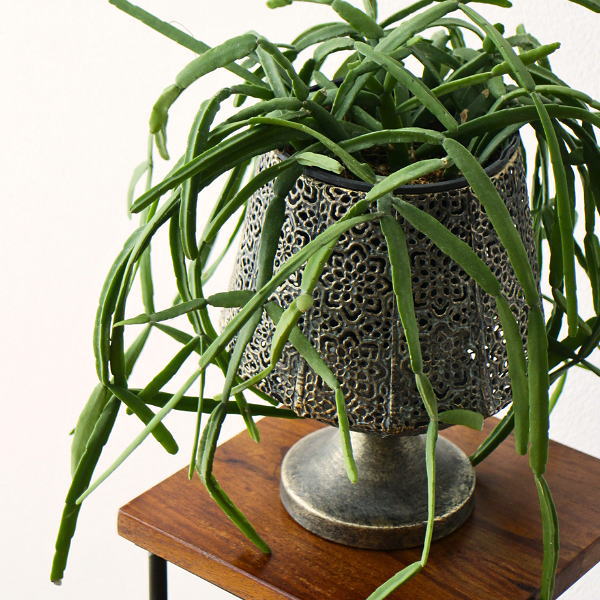 鉢カバー アイアン アンティーク風 高台 聖杯 花器 植木鉢 観葉植物 プランターカバー レトロ クラシック おしゃれ ディスプレイ オブジェ シャビーなアイアンのレースカップ [ysp1765]