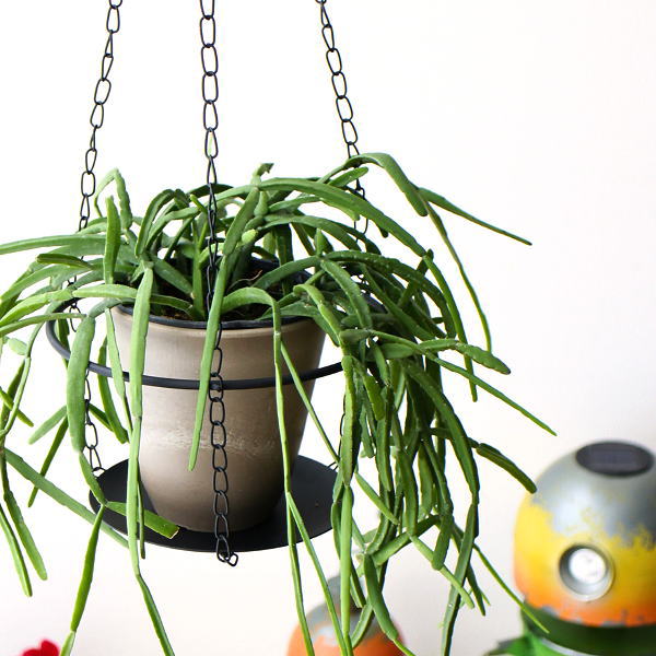 プランターハンガー 吊り下げ ハンギングホルダー アイアン チェーン 鉢カバー フラワーハンガー 観葉植物 花置き 受け皿 窓際 カウンター チェーンプレートハンギング [ysp1880]