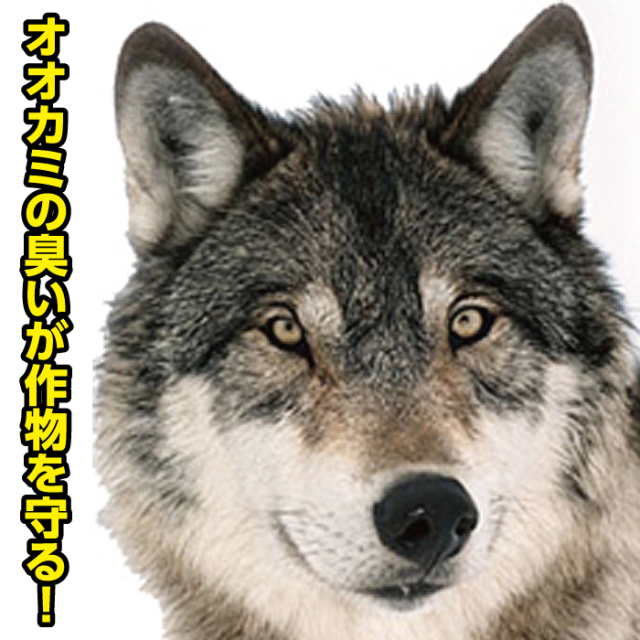 ウルフピー3箱セット