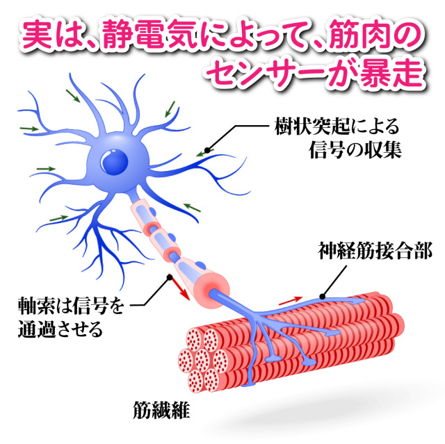 脚ツランワイド 2本組