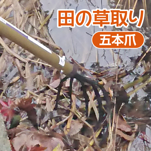 田の草取り
