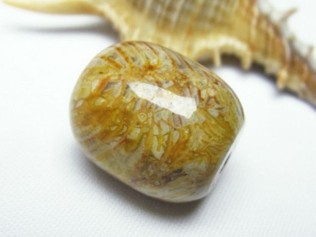 パワーストーン  フォッシルコーラル 円柱形 ビーズ 化石珊瑚[T155-2024]2枚目