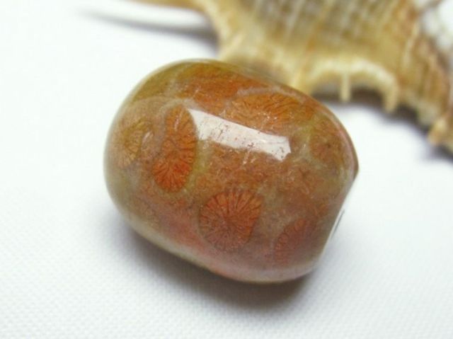 パワーストーン  フォッシルコーラル 円柱形 ビーズ 化石珊瑚[T155-2083]2枚目