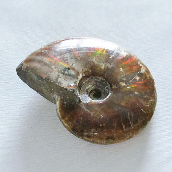 色が綺麗な茶色のテトラゴニテス　アンモナイト　化石 後世に残そう！二本木コレクション。無骨な味わい！大ぶりな