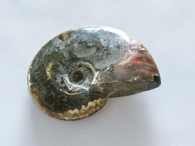 アンモナイトの化石 虹入りアンモナイト化石[T485-3030]