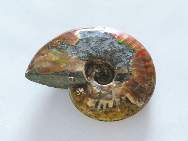 化石 アンモナイト オパール化 ストア 遊色 レインボー3点 9800an0814
