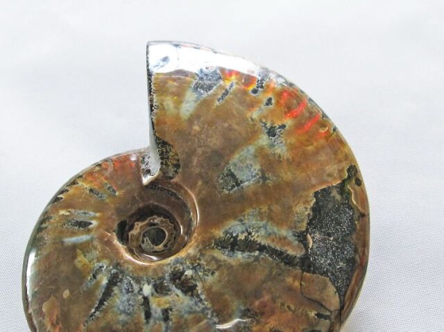 アンモナイト化石 2点セット アンモナイト化石標本【天然石】2つセット | setos-stone