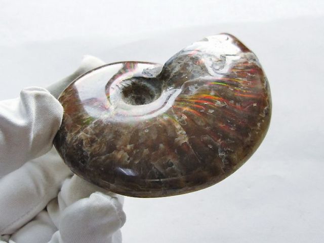パワーストーン 天然石 虹入りアンモナイト化石[T570-4975]