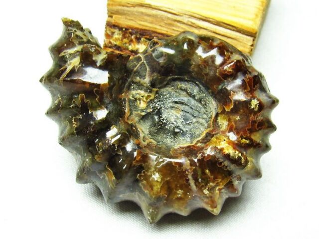 化石　C-28 セレウコス朝 121-96 BC アンティオコス8世 テトラドラクマ 銀貨