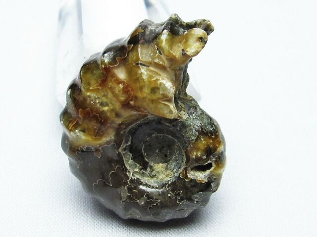 ドゥビレイセラス 化石[T723-1453]