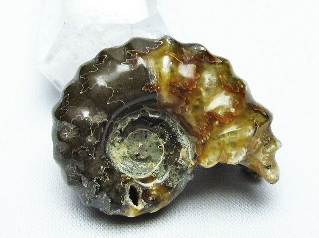 ドゥビレイセラス 化石[T723-1453]