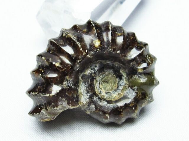 ドゥビレイセラス 化石[T723-1475]