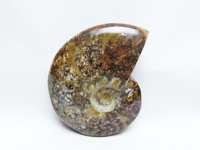 パワーストーン 天然石 アンモナイト化石[T723-1615]
