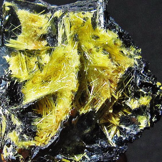 ゴールドタイチンルチルクラスター[T801-224]