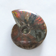 アンモナイトの化石は、さまざまな表情を魅せ大変美しい天然石です