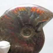 t570-4895.jpg?t=20240110120721