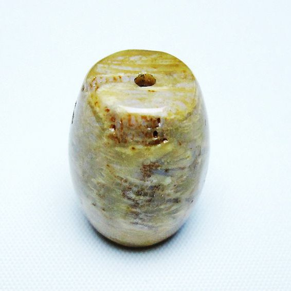 フォッシルコーラル 天珠 化石珊瑚[T155-2276]