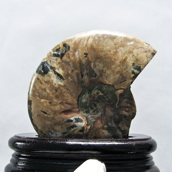 虹入りアンモナイト化石[T570-4551]