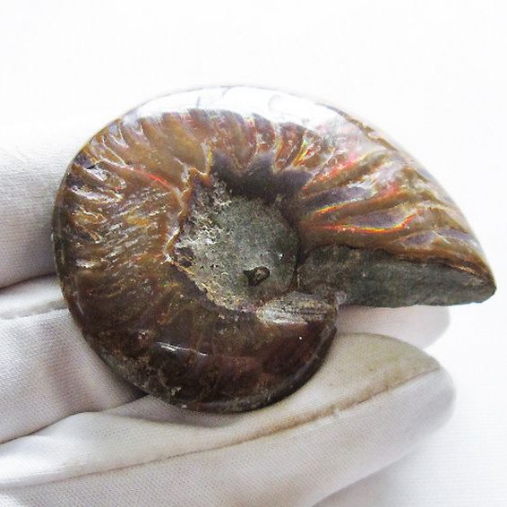 虹入りアンモナイト化石[T570-4762]