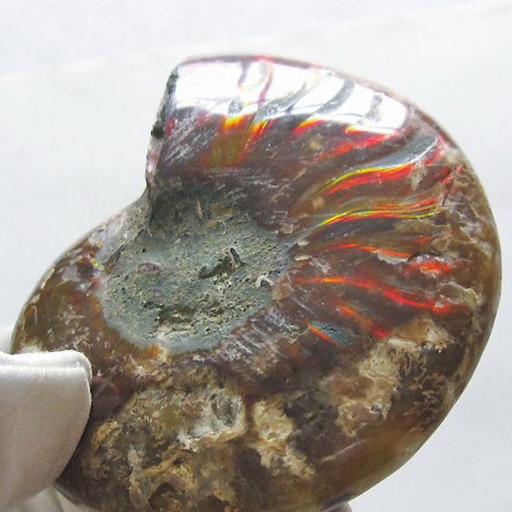 虹入りアンモナイト化石[T570-4905]