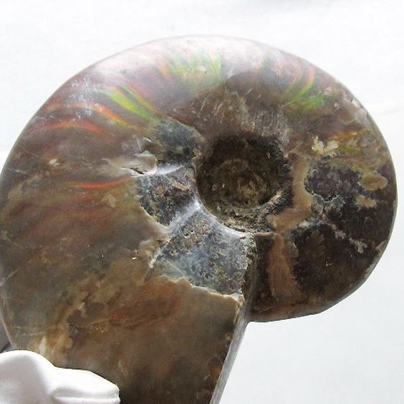 虹入りアンモナイト化石[T570-4915]