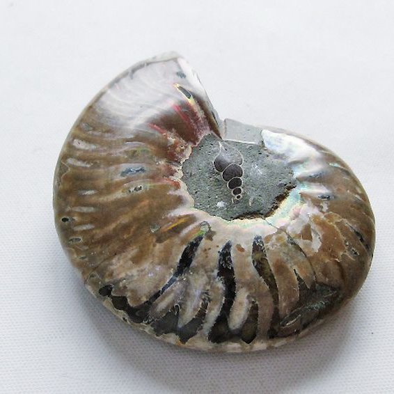虹入りアンモナイト化石[T570-4959]