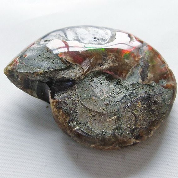 虹入りアンモナイト化石[T570-4963]