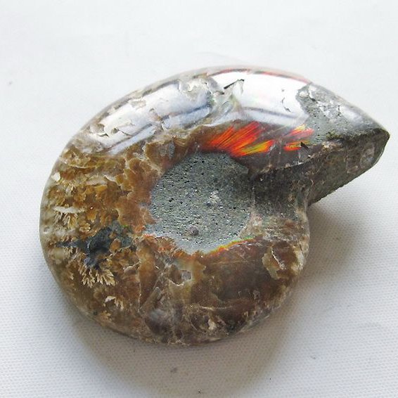 虹入りアンモナイト化石[T570-4981]