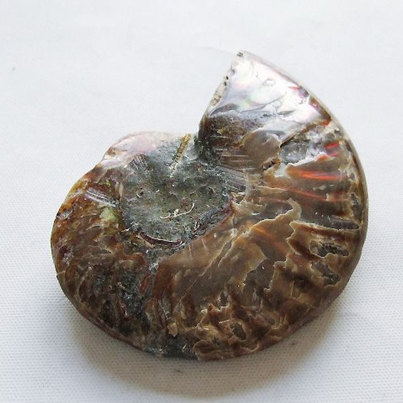 虹入りアンモナイト化石[T570-4984]