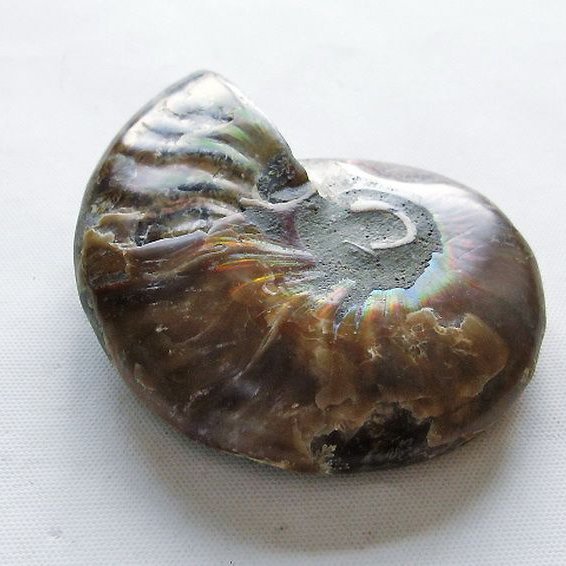 虹入りアンモナイト化石[T570-4990]