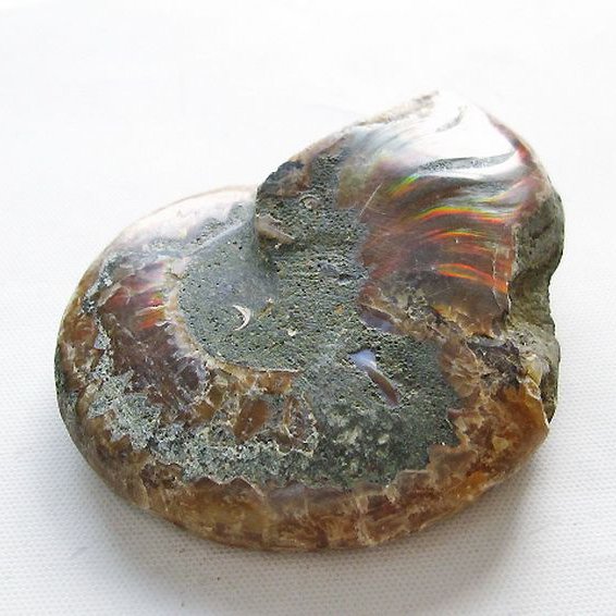 虹入りアンモナイト化石[T570-4998]