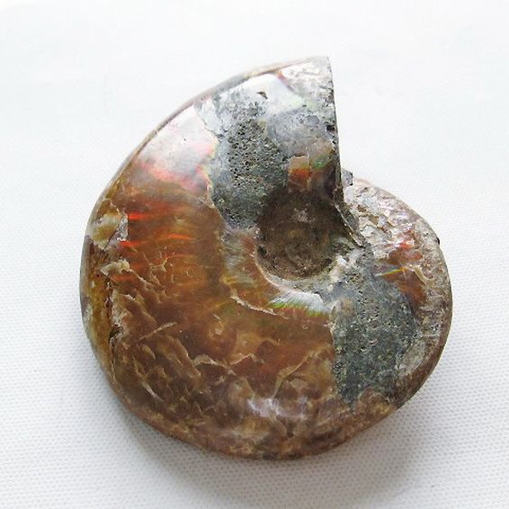 虹入りアンモナイト化石[T570-5013]