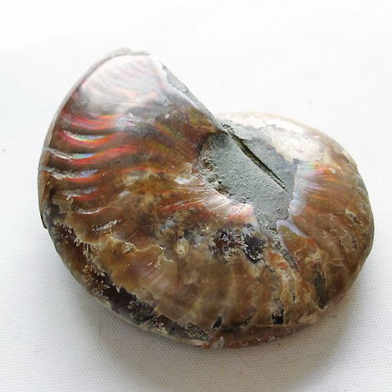 虹入りアンモナイト化石[T570-5028]