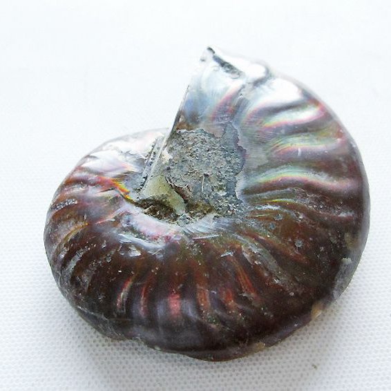 虹入りアンモナイト化石[T570-5064]