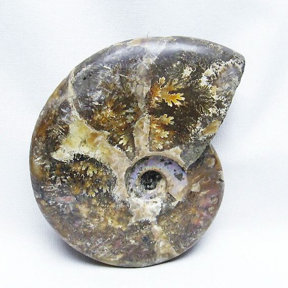 アンモナイト化石[T723-1670]