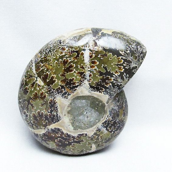 アンモナイト化石[T723-1683]