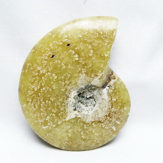 アンモナイト化石[T723-1704]