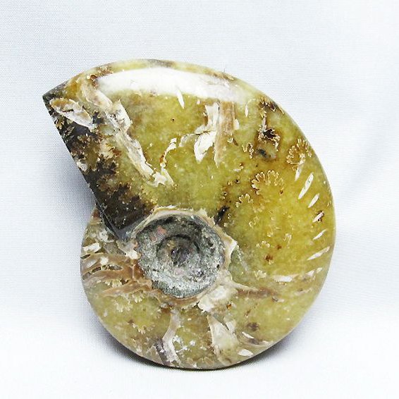 アンモナイト化石[T723-1718]