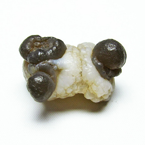 カルセドニーノジュール(球状玉髄) モロッコ産 ツーソン展示会品[T742-404]
