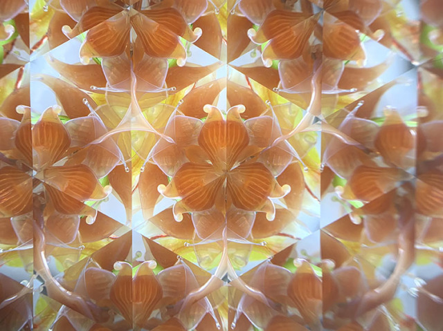 林和子「星花」オレンジ（HK6003）3ミラー正三角形・ドライタイプ