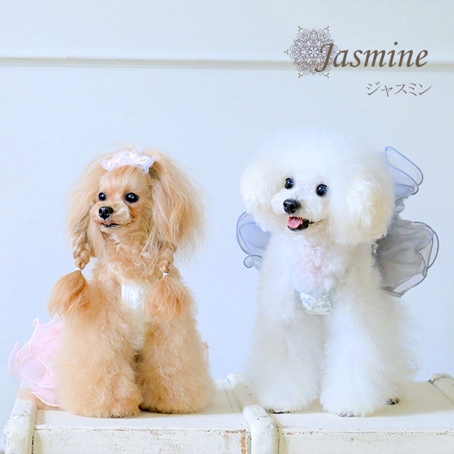 ジャスミン（Jasmine）