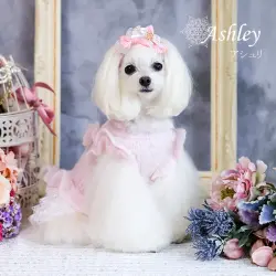 アシュリ（Ashley）